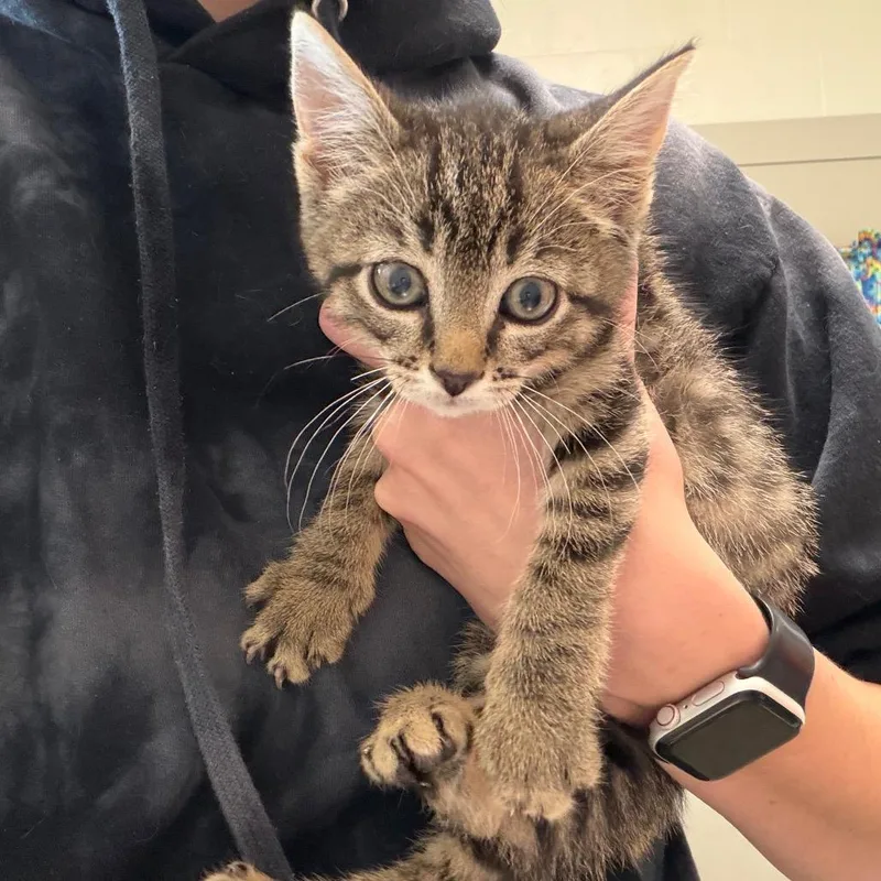 A baby small-sized male Brown / Chocolate Domestic Short Hair cat named Cadbury for adoption in Council Bluffs, IA