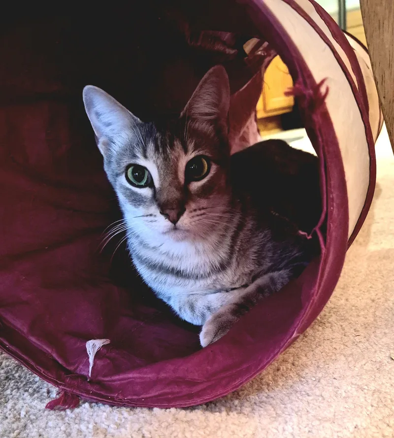 A young medium-sized male Domestic Short Hair cat named Avery for adoption in Clayton, NC