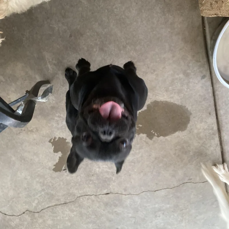 Elvis