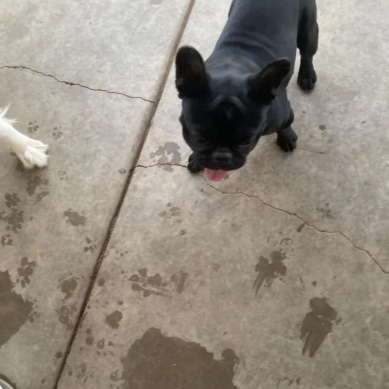 Elvis thumbnail 2