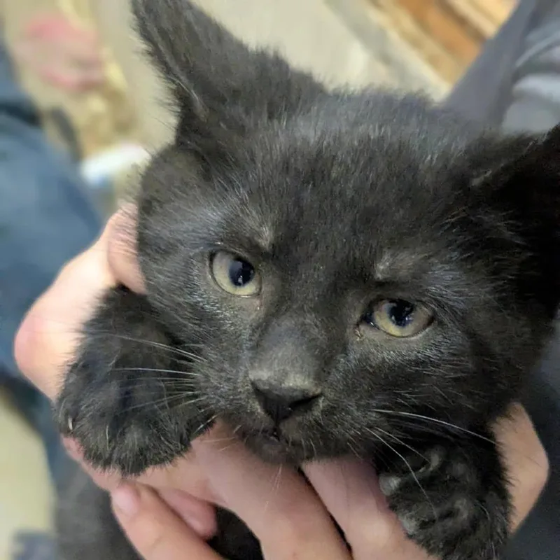 A baby small-sized male Black Domestic Short Hair cat named Galaxy for adoption in Rochester, MN
