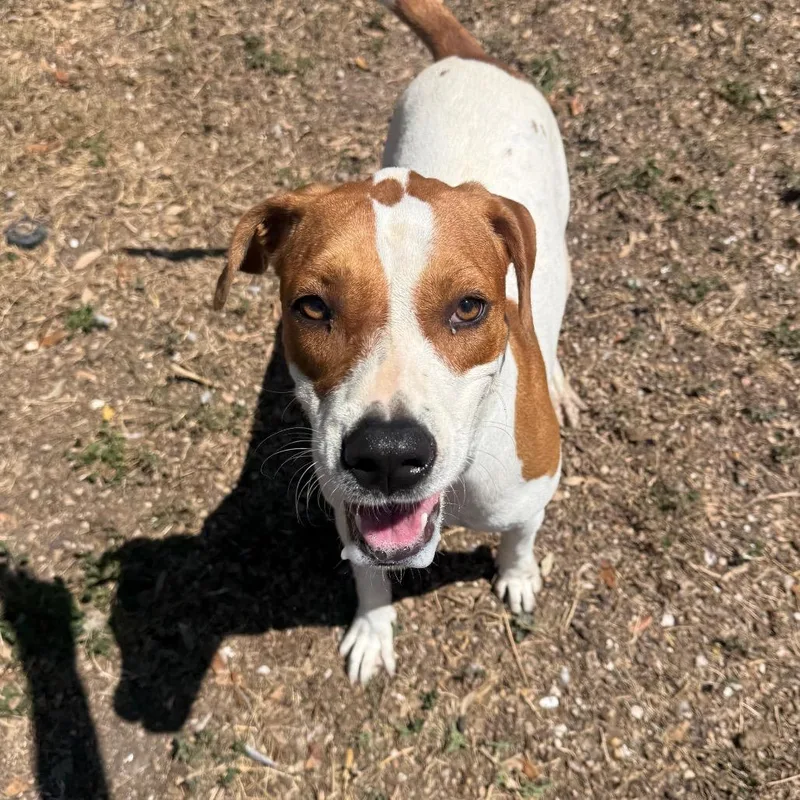 Daisy thumbnail 3