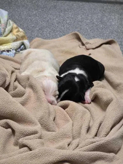 A baby small-sized female Mixed Breed dog named Sally for adoption in Sevierville, TN