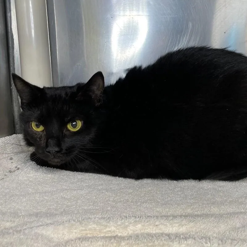 An adult medium-sized female Domestic Short Hair cat named Luna for adoption in Roanoke, VA