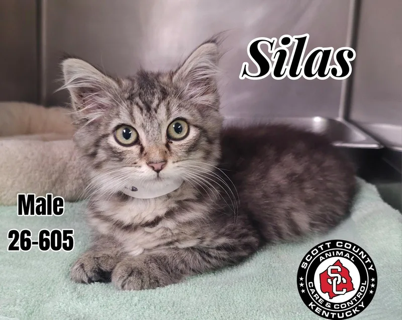 A baby small-sized male Domestic Long Hair cat named Silas for adoption in Georgetown, KY