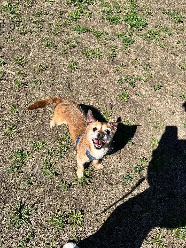 An adult small-sized male Chihuahua dog named Cooper for adoption in Minneapolis, MN