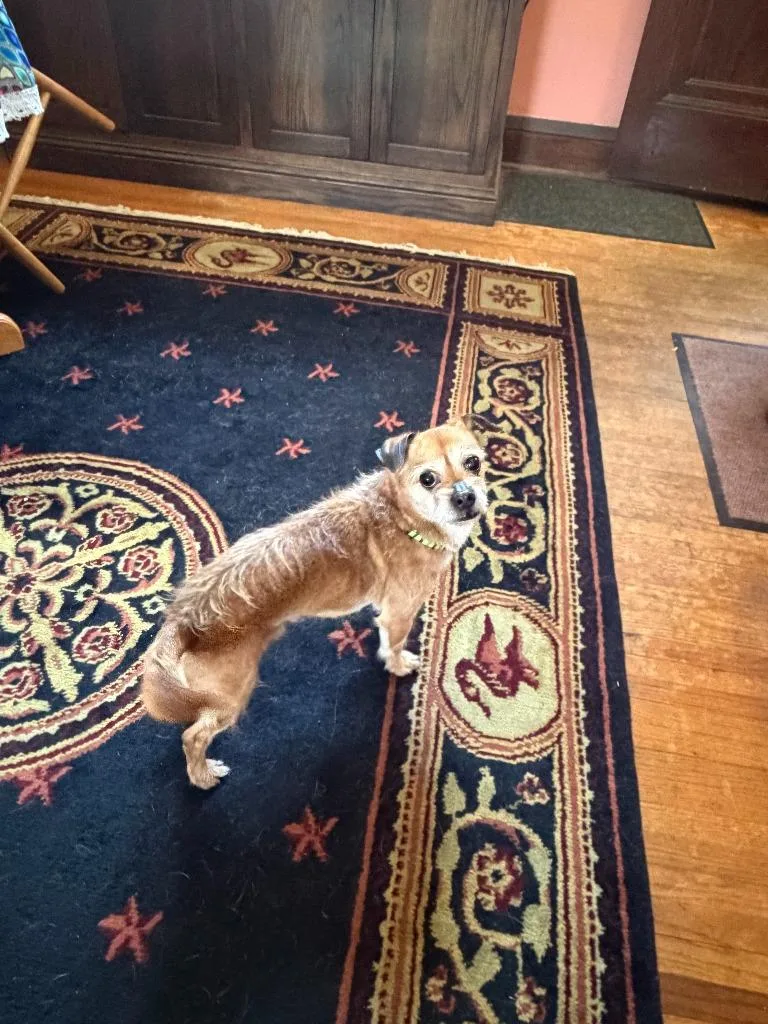 Cooper thumbnail 3