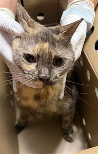 An adult small-sized female Domestic Short Hair cat named Chocolate for adoption in Jacksonville, FL