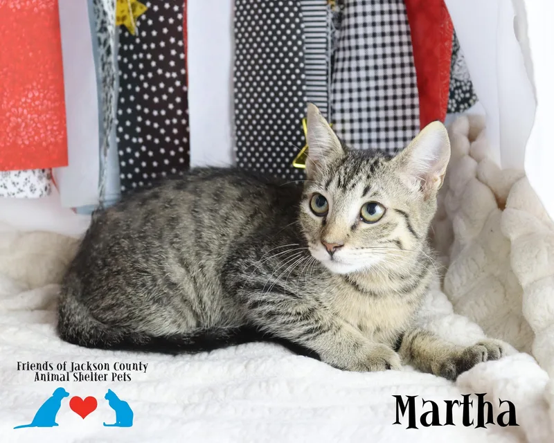 A baby small-sized female Tabby (Brown / Chocolate) Domestic Short Hair cat named Martha for adoption in Ocean Springs, MS