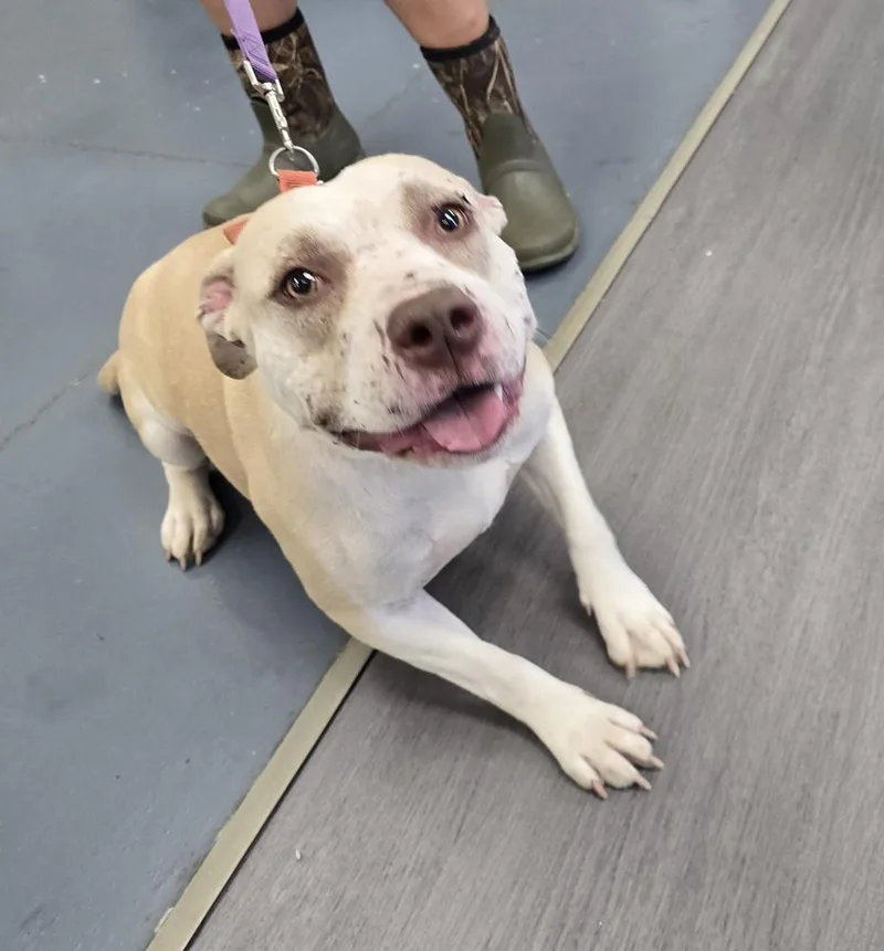 An adult large-sized female Pit Bull Terrier dog named Hindi for adoption in Evansville, IN