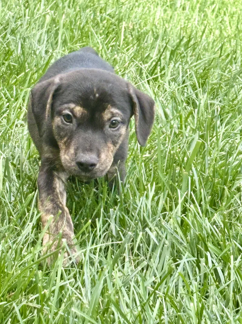 A baby medium-sized male Pit Bull Terrier dog named Brooks for adoption in Barnhart, MO