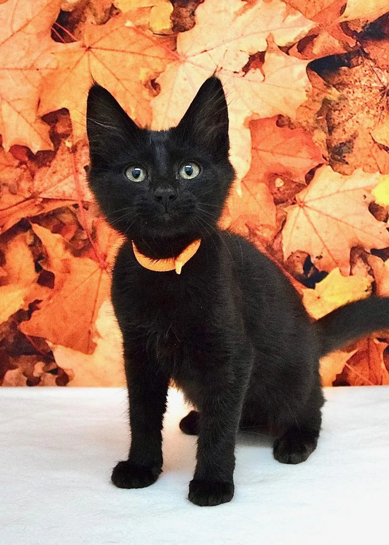 A baby medium-sized female Black Domestic Short Hair cat named Laurel for adoption in Dublin, CA