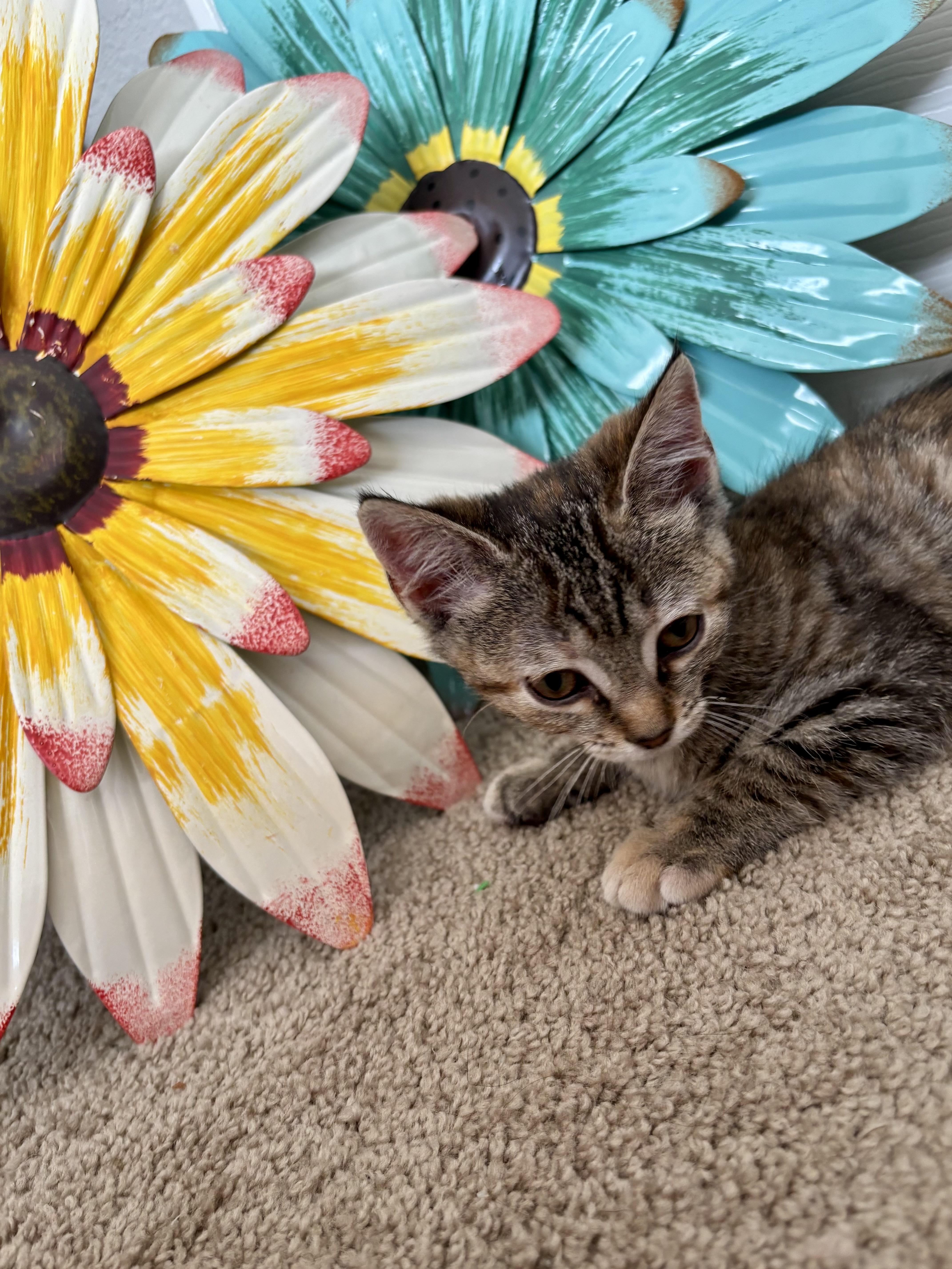 A baby small-sized female Domestic Short Hair cat named Buttercup for adoption in Goodlettsville, TN