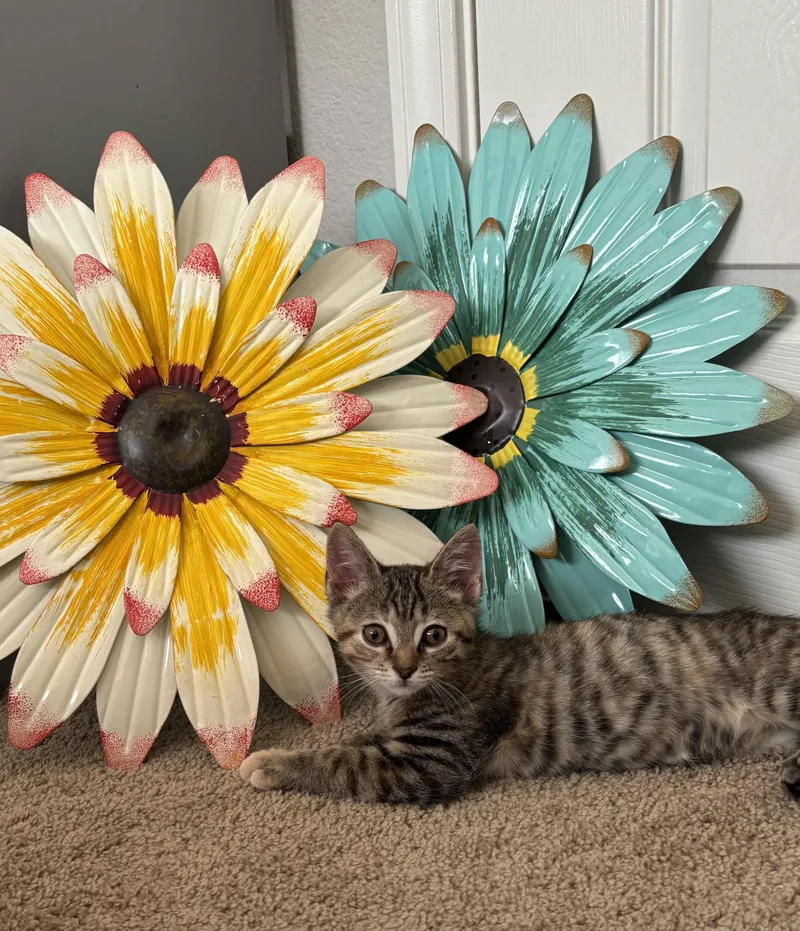 Buttercup thumbnail 2