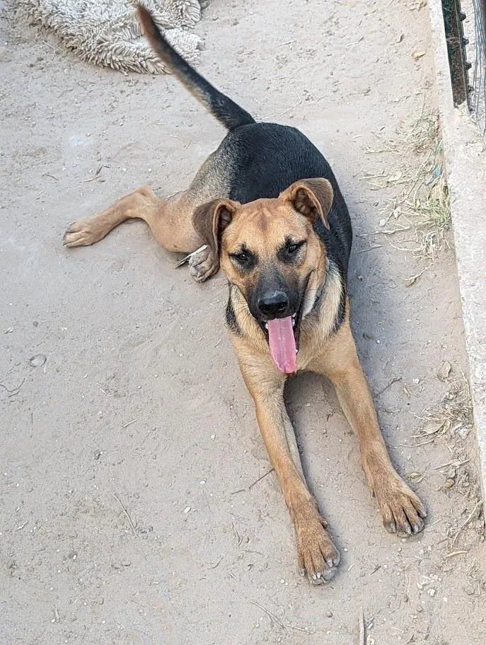 Pupsicle thumbnail 4