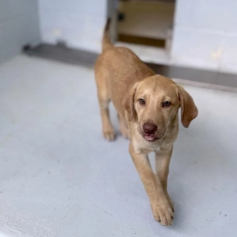 A baby medium-sized female Yellow / Tan / Blond / Fawn Shepherd dog named Julie for adoption in Bastrop, TX