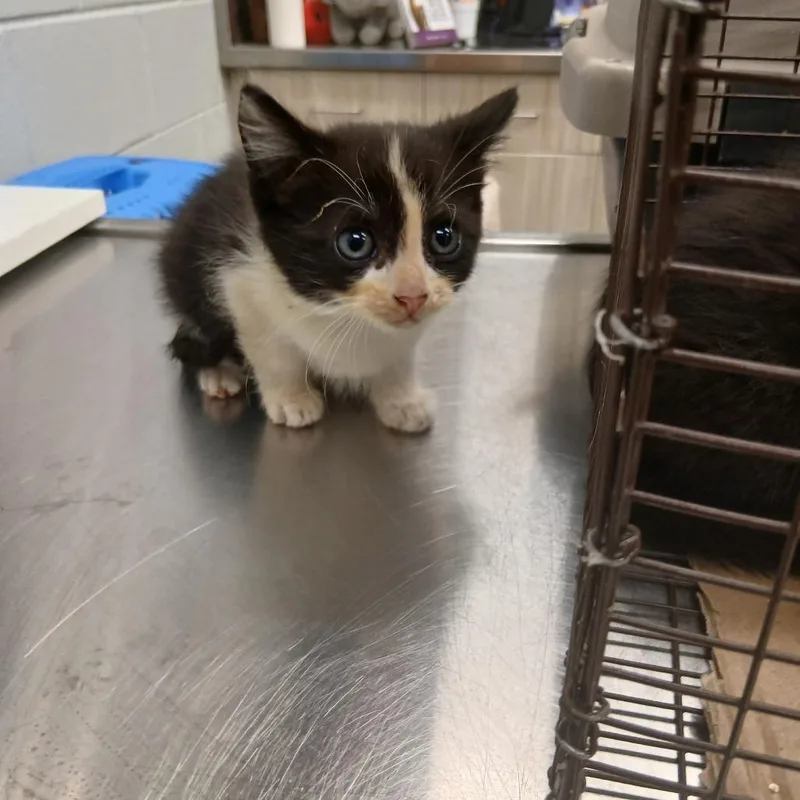 A baby small-sized female Black Domestic Short Hair cat named Gambino for adoption in Chattanooga, TN