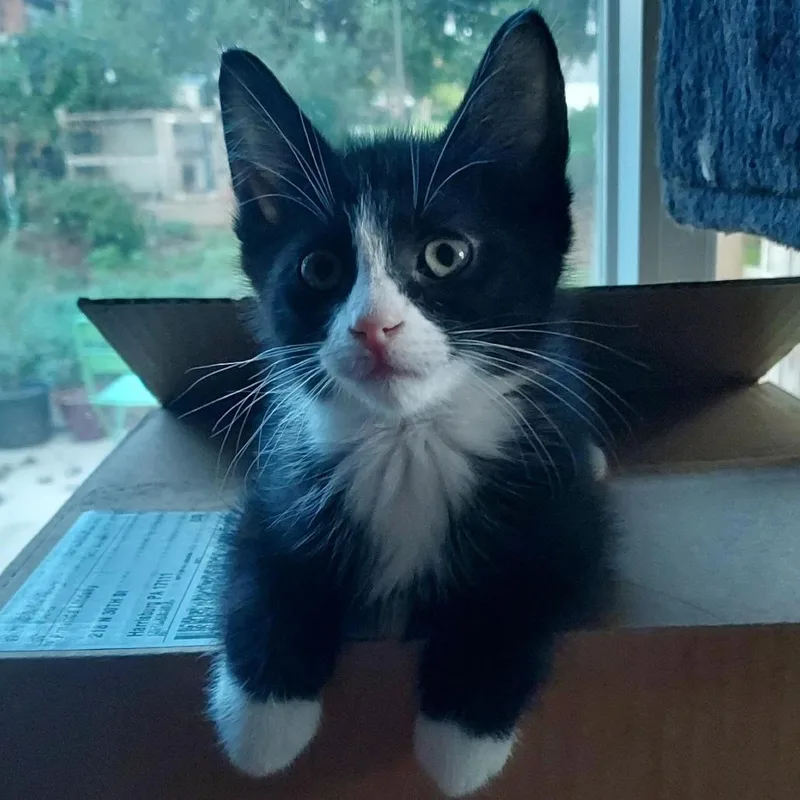 A baby small-sized male Domestic Short Hair cat named Ulf for adoption in York, PA