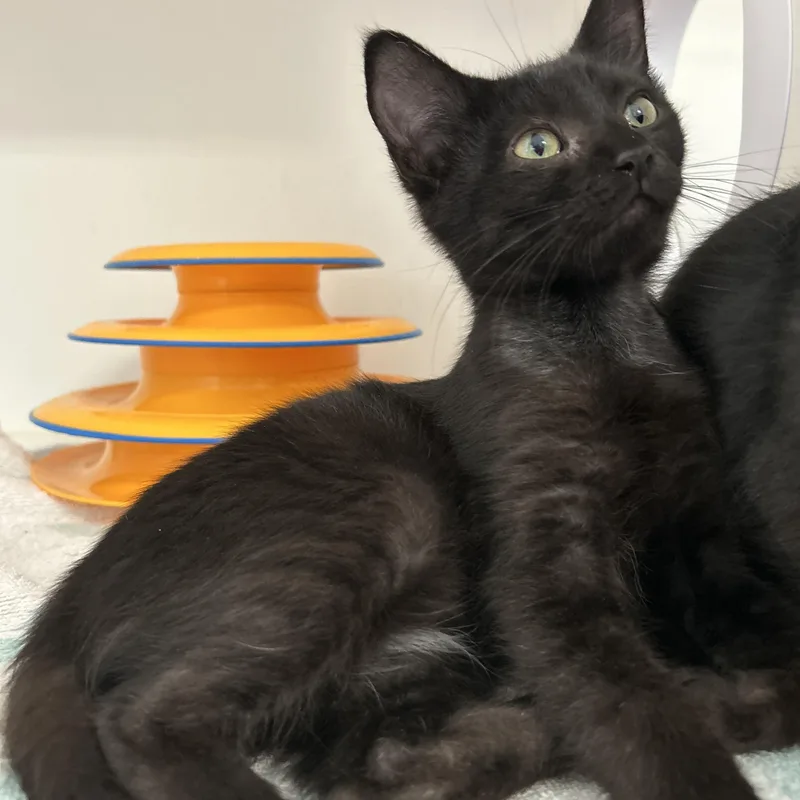 A baby medium-sized female Black Domestic Short Hair cat named Tanka Jahari for adoption in La Grange Park, IL