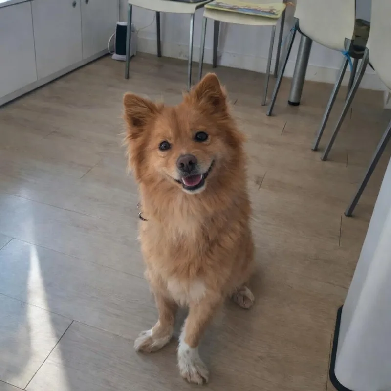 An adult small-sized female Pomeranian dog named Miso for adoption in Duluth, GA