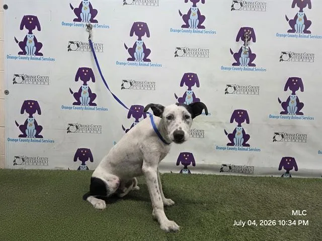 A young medium-sized male Pit Bull Terrier dog named Twin for adoption in Orlando, FL