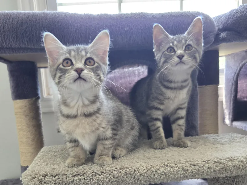 A baby small-sized female Tabby (Gray / Blue / Silver) Tabby cat named Cupcake & Pudding for adoption in Mount Clemens, MI