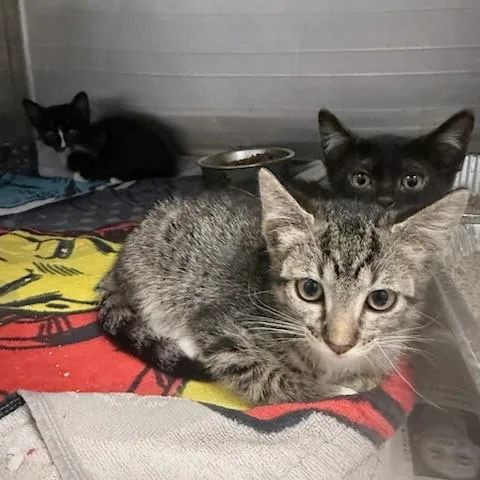 A baby small-sized female Domestic Short Hair cat named A for adoption in Tustin, CA