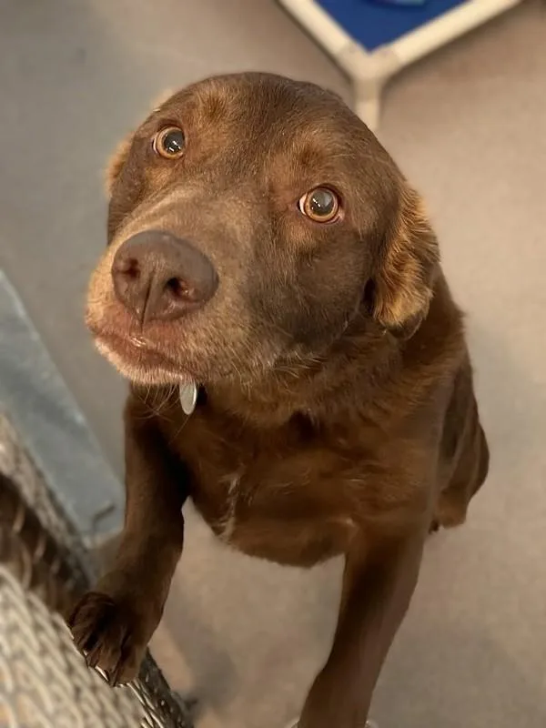 An adult medium-sized male Labrador Retriever dog named Rover for adoption in Roanoke, VA