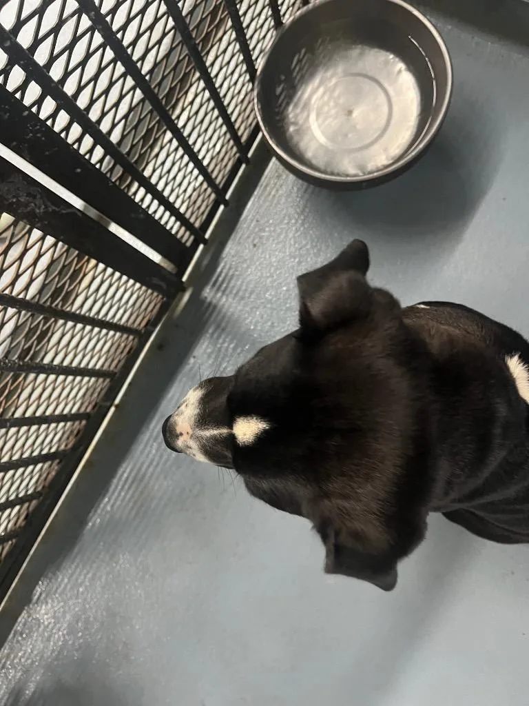 A young large-sized female Mixed Breed dog named Mia for adoption in Cartersville , GA