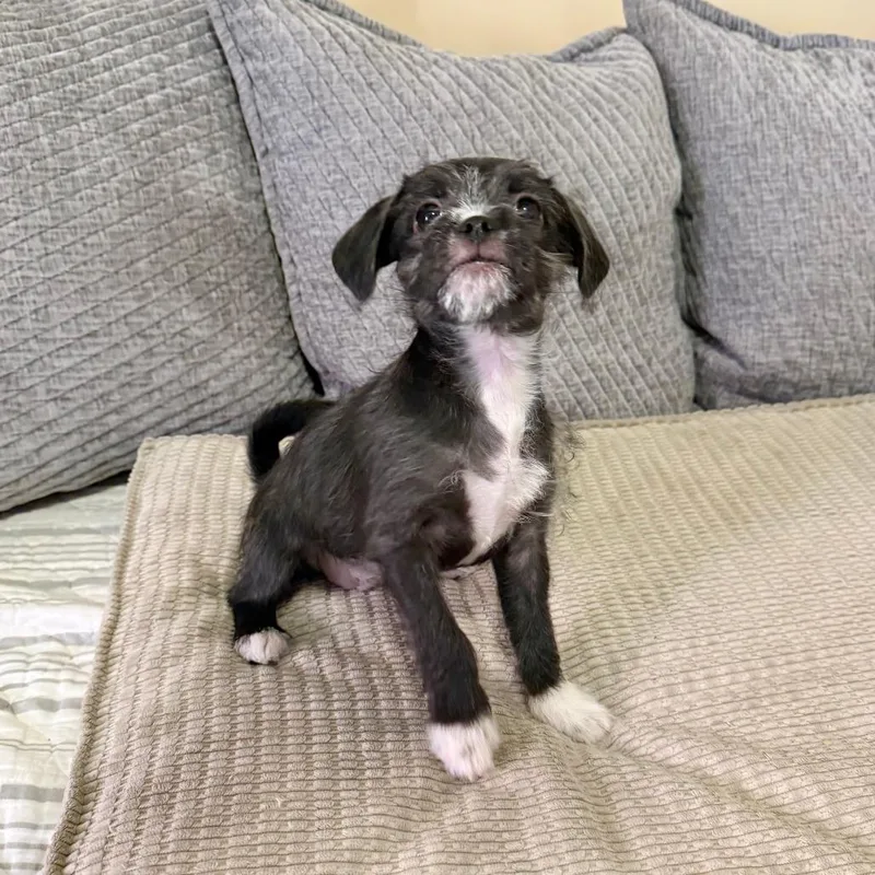 A baby small-sized female Black Shih Tzu dog named Laverne for adoption in Agoura Hills, CA