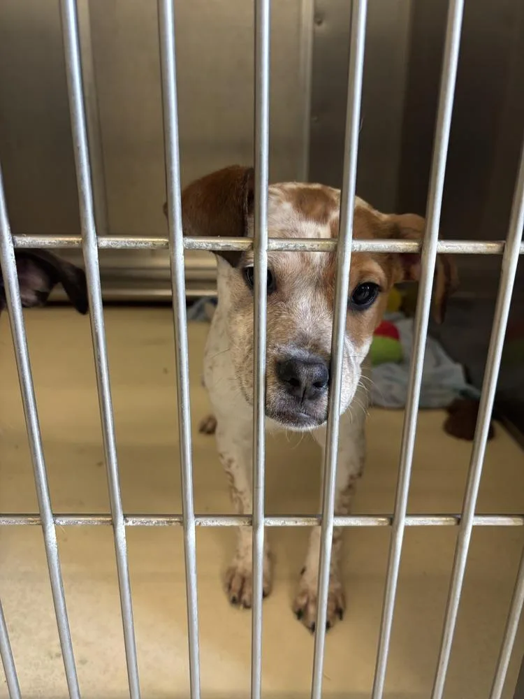 A baby small-sized female Terrier dog named Bubbles for adoption in Kalamazoo, MI