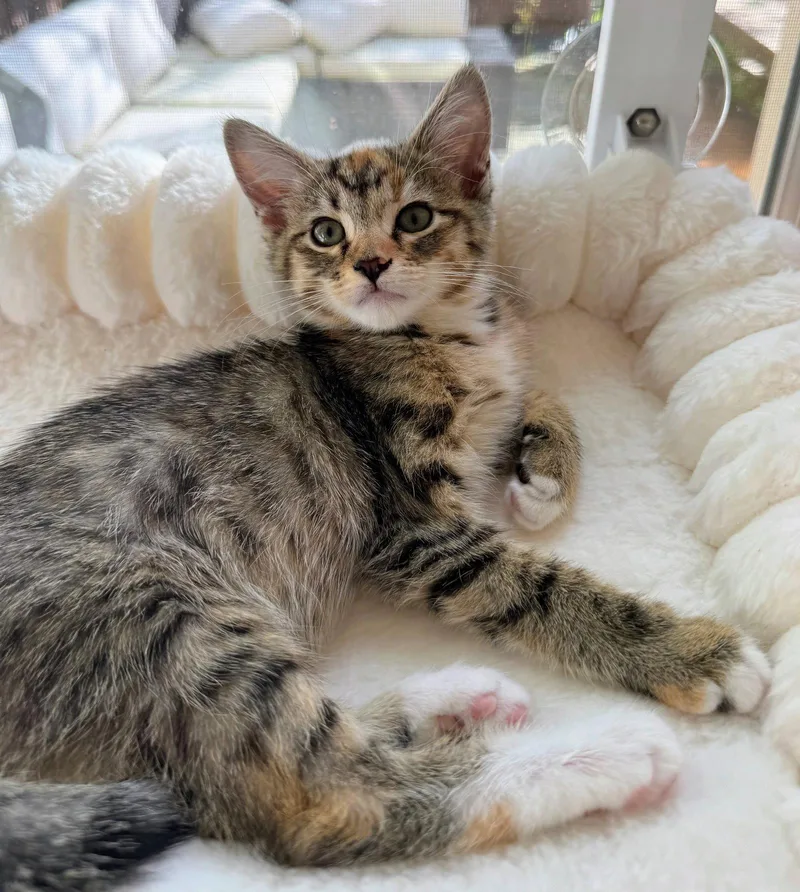 A baby medium-sized female Domestic Short Hair cat named Willow for adoption in Leesburg, VA