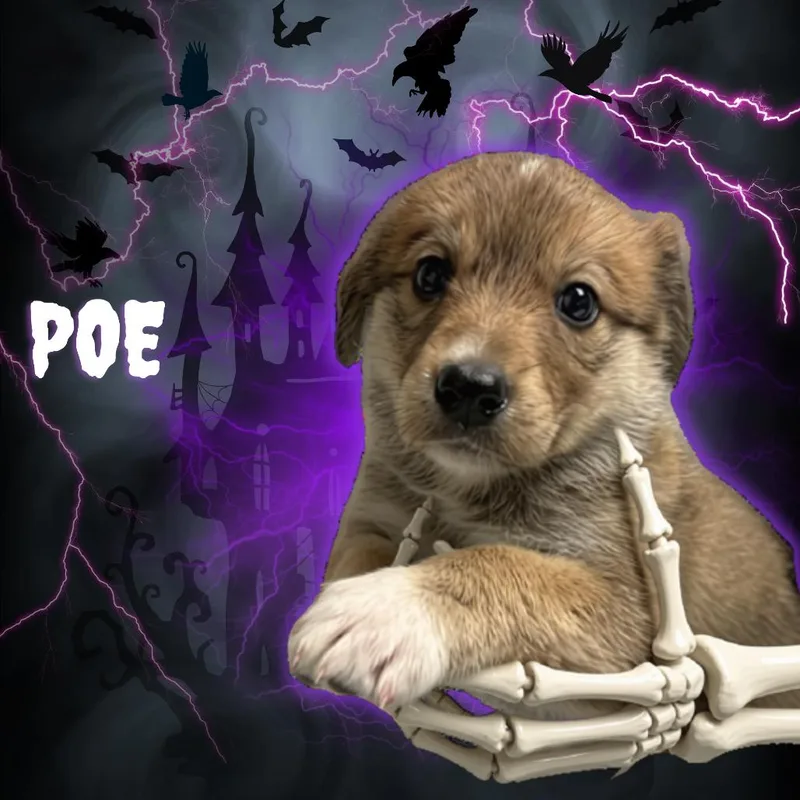 A baby small-sized female Brown / Chocolate Mixed Breed dog named Poe for adoption in Tempe, AZ