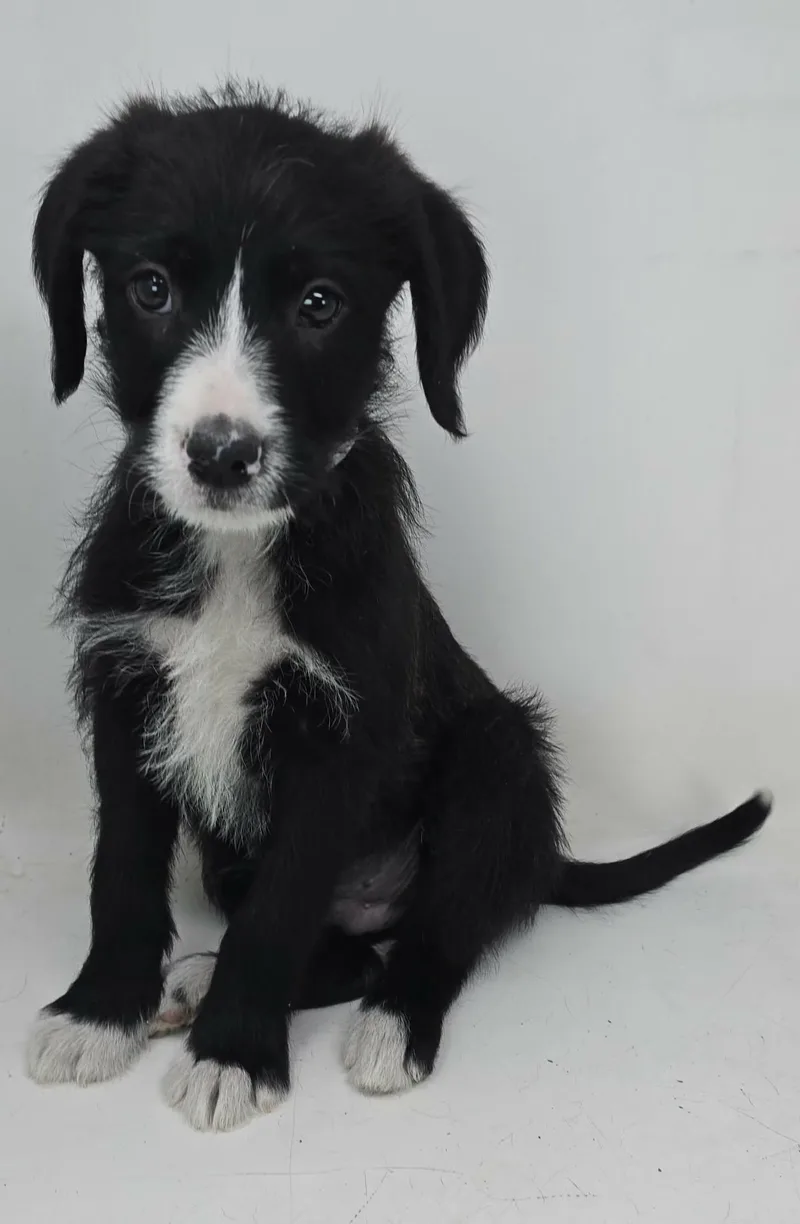 Zenith King thumbnail 2