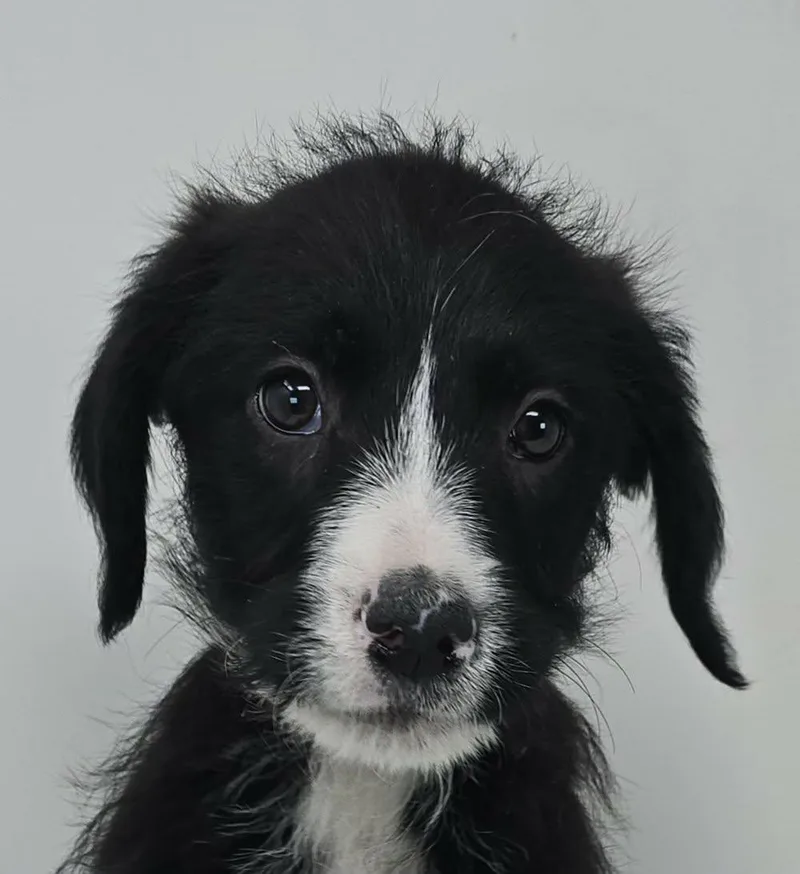 Zenith King thumbnail 3