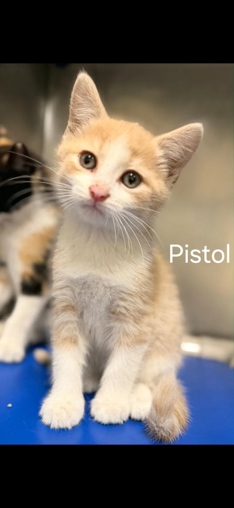 A baby large-sized male Domestic Short Hair cat named Pistol for adoption in Medford, WI
