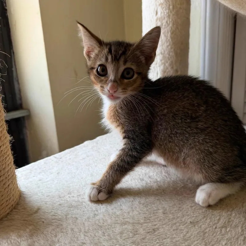 A baby small-sized female Brown / Chocolate Domestic Short Hair cat named Abigail for adoption in Long Island City, NY