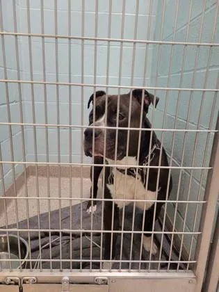 An adult large-sized male Pit Bull Terrier dog named Jameson for adoption in Fishers, IN