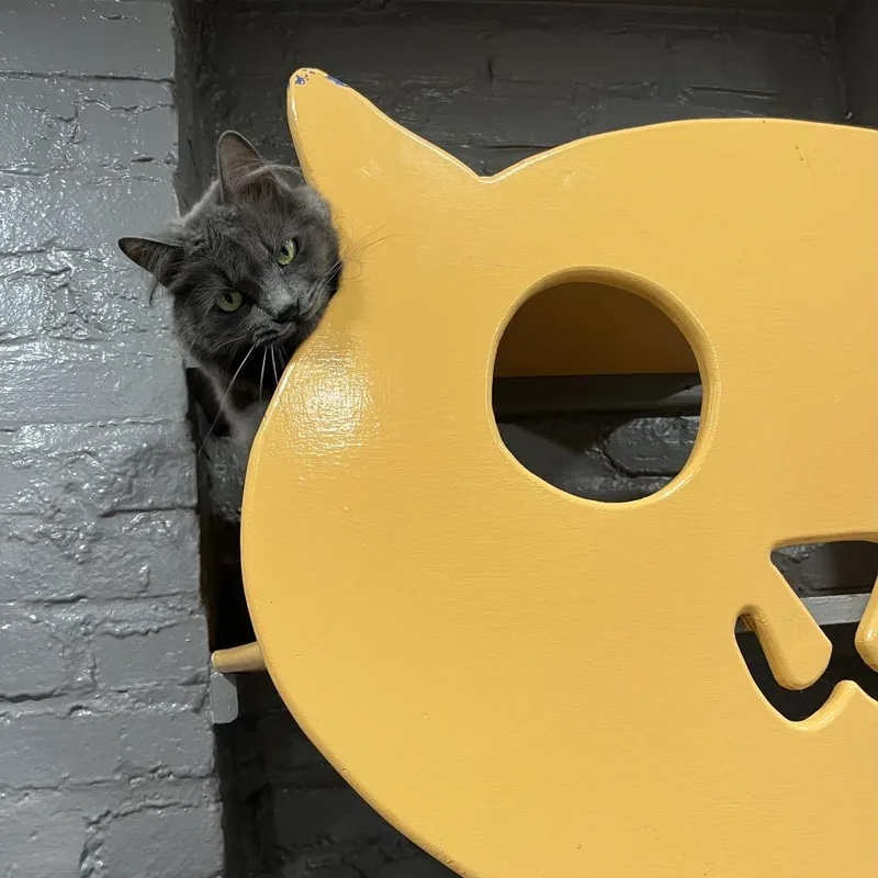 Stardust thumbnail 2