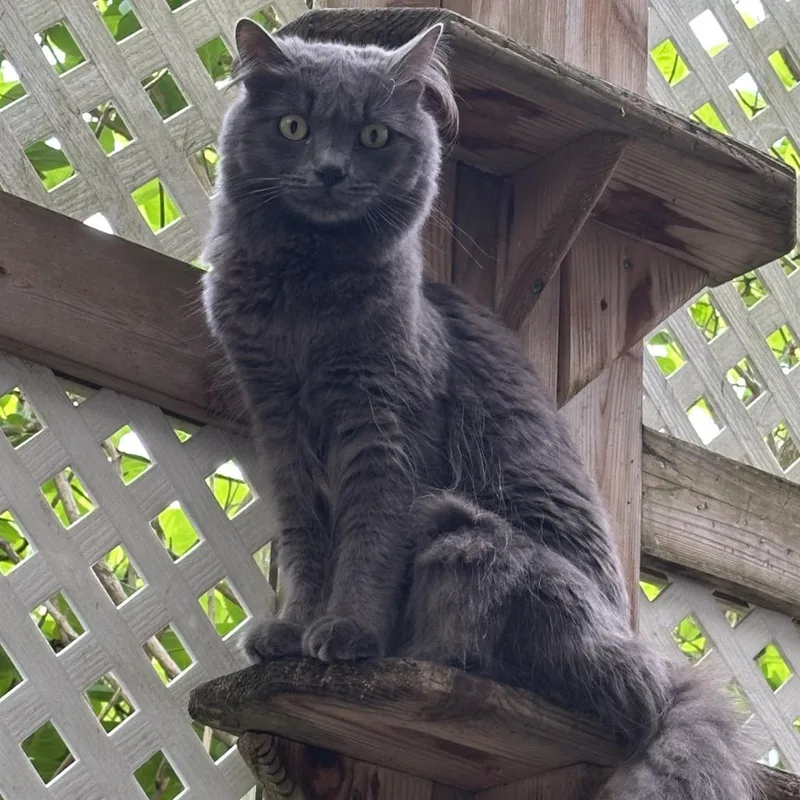 Stardust thumbnail 3