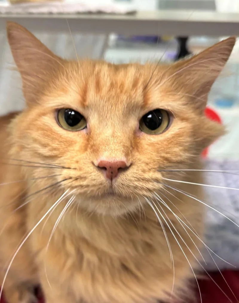 An adult medium-sized male Domestic Long Hair cat named Benny for adoption in Iowa City, IA