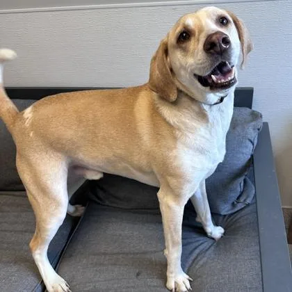 An adult medium-sized male Apricot / Beige Mixed Breed dog named Rosco P Coltrane for adoption in Lansing, MI