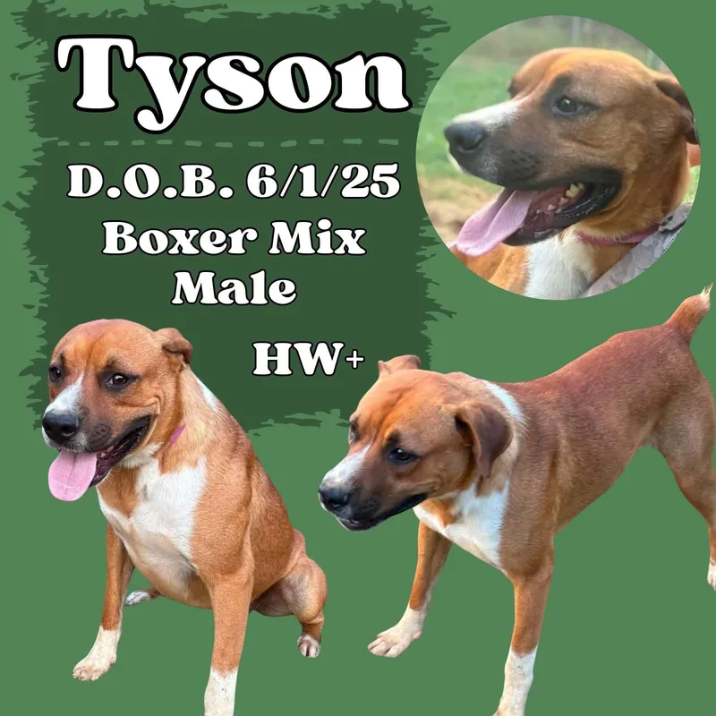 An adult medium-sized male White / Cream Boxer dog named Tyson for adoption in Caldwell, TX