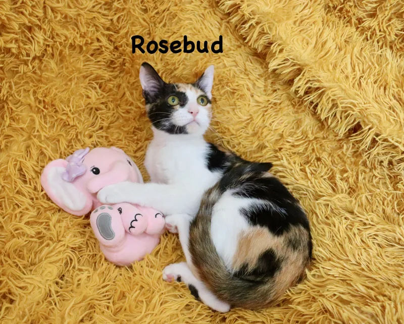 A baby medium-sized female Calico cat named Rosebud for adoption in Saint Augustine, FL