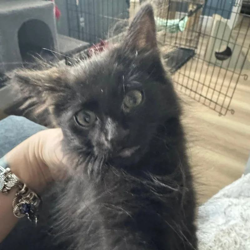 Salem