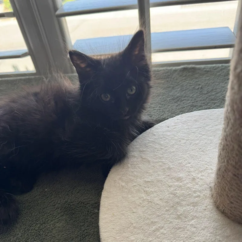 Salem thumbnail 3