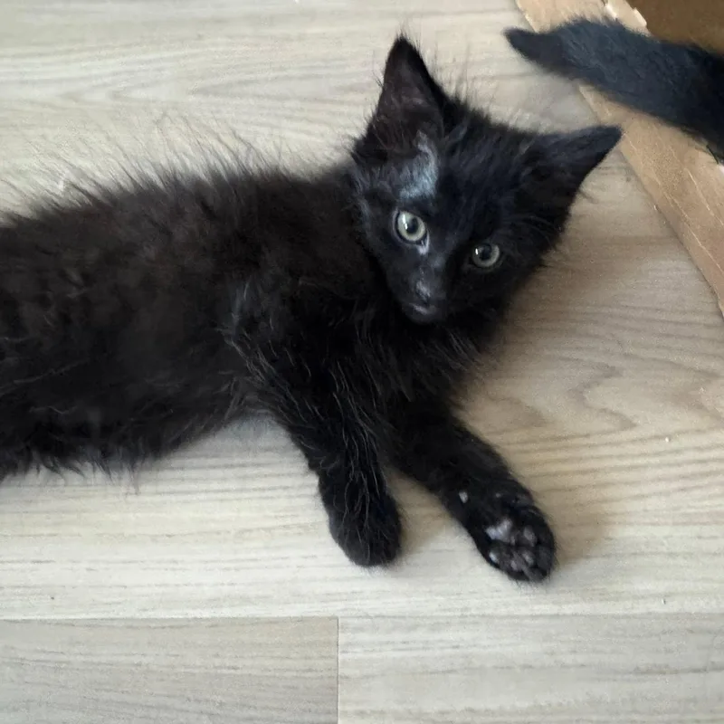 Salem thumbnail 4