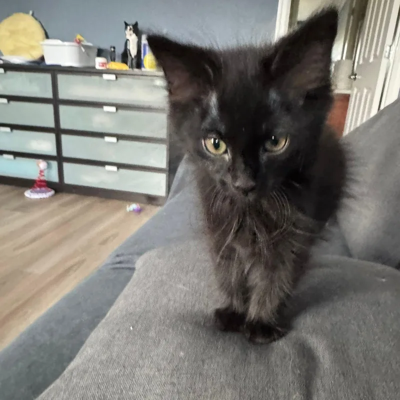Salem thumbnail 5