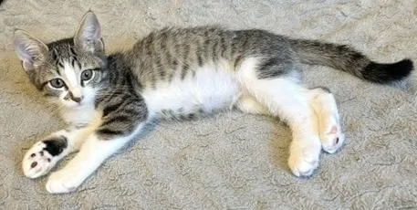 A baby medium-sized male Tabby (Gray / Blue / Silver) Domestic Short Hair cat named Soybean for adoption in Lafayette, LA