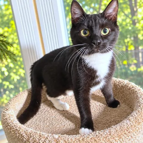 A baby medium-sized female Black & White / Tuxedo Siberian cat named Taylin  Terrific Tuxedo for adoption in Danbury, CT